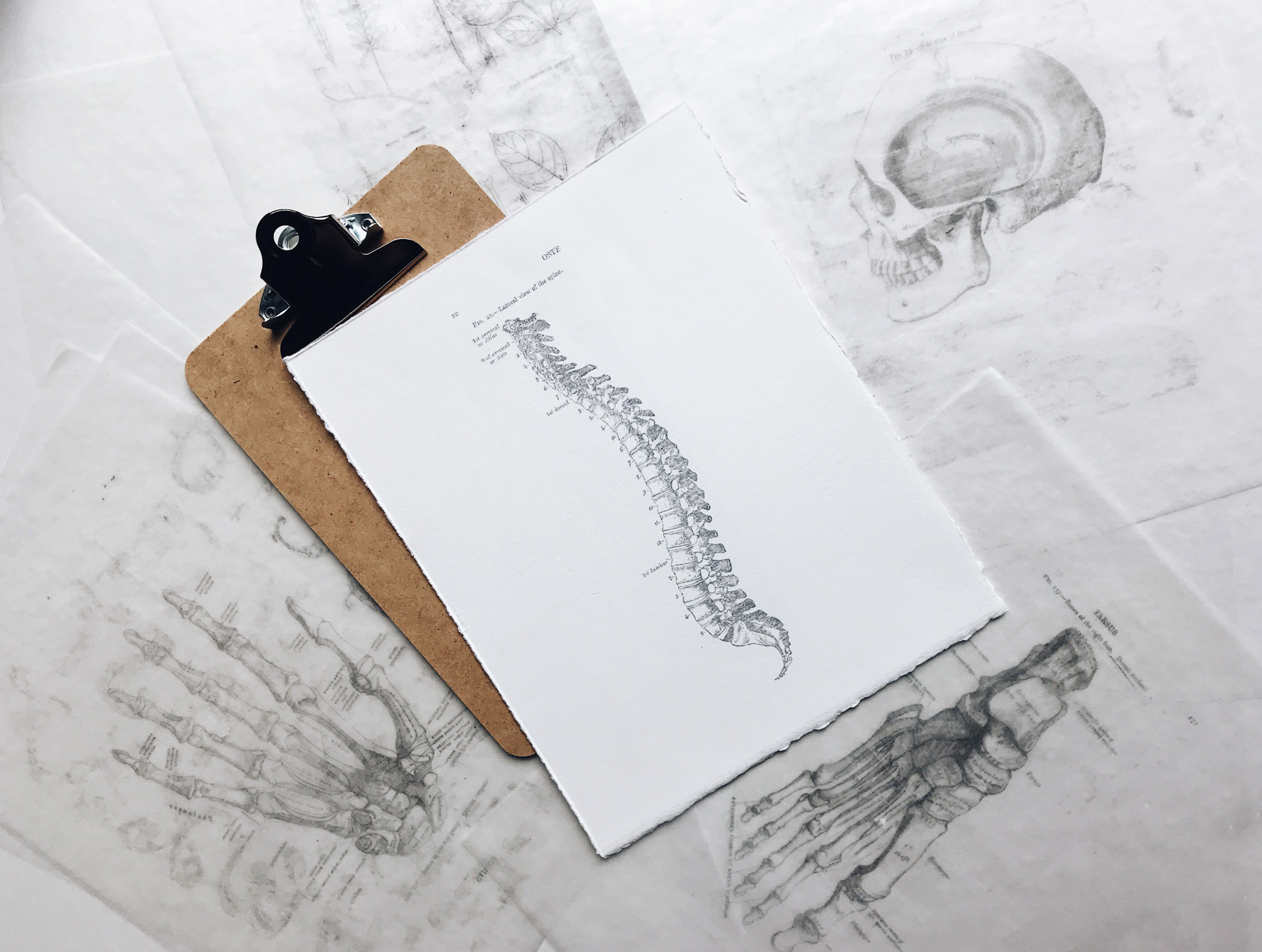 spine